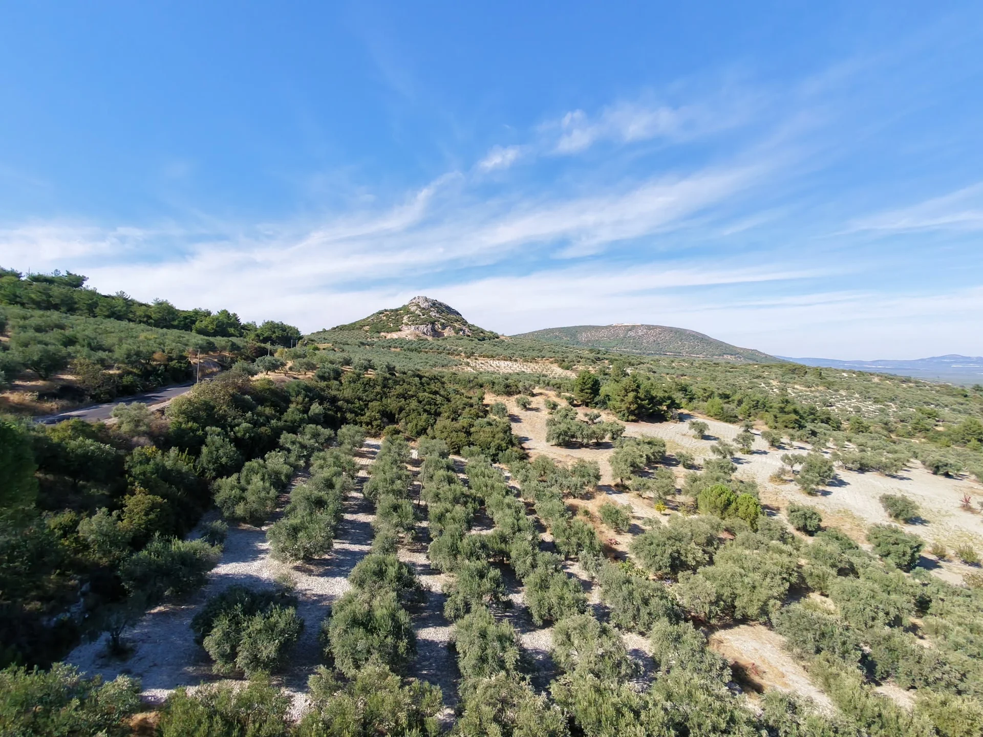 Gökçeköy’de 8600m2 Zeytinlik